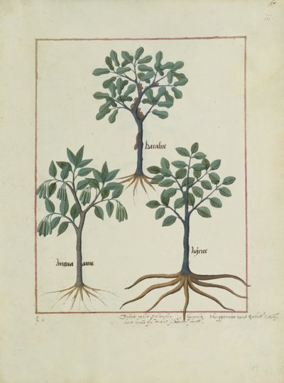 Illustration from the Book of Simple Medicines by Mattheaus Platearius by Robinet Testard